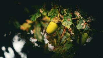 Detailed Macro Shot of European Oak Leaf and Acorn photo