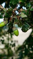 Detailed Macro Shot of European Oak Leaf and Acorn photo