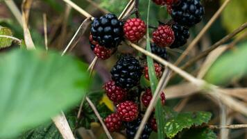 Ripe Blackberries on a Bramble Bush photo