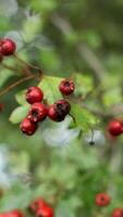 Macro Closeup of Ripe Hawthorn Berries in Autumn photo