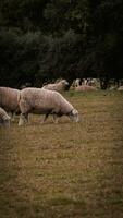 rebaño de lanoso oveja en un campo granja foto