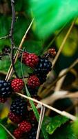 Ripe Blackberries on a Bramble Bush photo