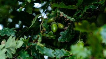 Detailed Macro Shot of European Oak Leaf and Acorn photo