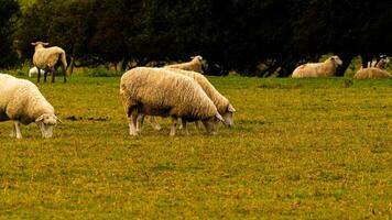 rebaño de lanoso oveja en un campo granja foto