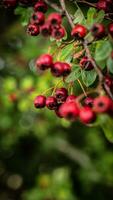 Macro Closeup of Ripe Hawthorn Berries in Autumn photo