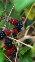 Ripe Blackberries on a Bramble Bush photo