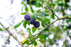 púrpura azul ciruelas en árbol rama foto