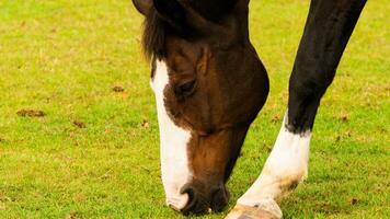 castaña belleza de cerca de un maravilloso caballo foto