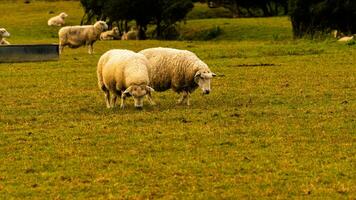 rebaño de lanoso oveja en un campo granja foto