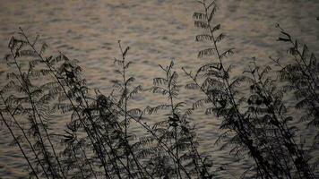 leaves blowing in the wind, Trees sway in the breeze along the water, Aesthetic nature landscape. Dry leaves, stems of reeds and fluffy blossoms of plant video