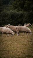 rebaño de lanoso oveja en un campo granja foto
