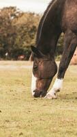 Chestnut Beauty Closeup of a Stunning Horse photo