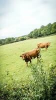 Rural Meadow Grazing Brown Cattle in Green Pasture photo