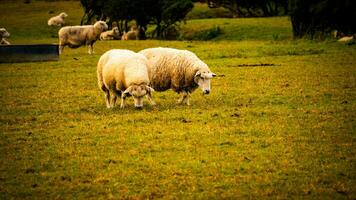 rebaño de lanoso oveja en un campo granja foto