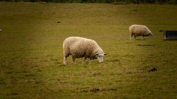 Flock of Woolly Sheep on a Countryside Farm photo