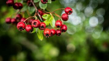 Macro Closeup of Ripe Hawthorn Berries in Autumn photo