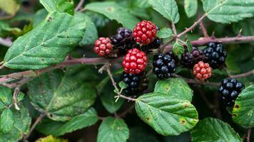 Ripe Blackberries on a Bramble Bush photo