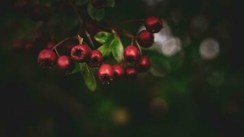 Macro Closeup of Ripe Hawthorn Berries in Autumn photo