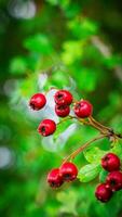 Macro Closeup of Ripe Hawthorn Berries in Autumn photo