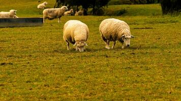 Flock of Woolly Sheep on a Countryside Farm photo