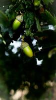 Detailed Macro Shot of European Oak Leaf and Acorn photo