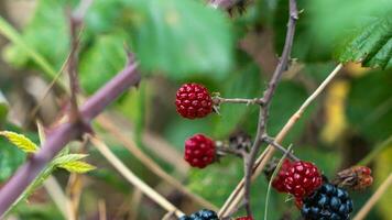 Ripe Blackberries on a Bramble Bush photo