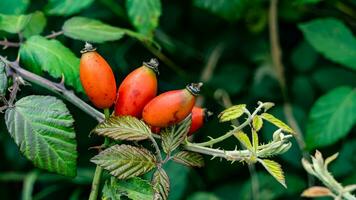 Macro Shot of Ripe Rose Hips in Nature photo