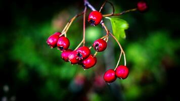 Macro Closeup of Ripe Hawthorn Berries in Autumn photo