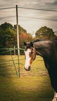 castaña belleza de cerca de un maravilloso caballo foto