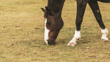 Chestnut Beauty Closeup of a Stunning Horse photo