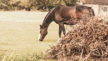 Chestnut Beauty Closeup of a Stunning Horse photo