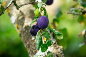 púrpura azul ciruelas en árbol rama foto