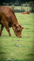 Rural Meadow Grazing Brown Cattle in Green Pasture photo