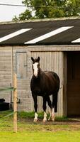 Chestnut Beauty Closeup of a Stunning Horse photo