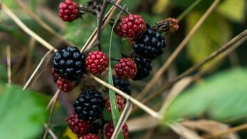 Ripe Blackberries on a Bramble Bush photo