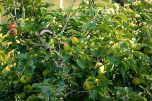 manzanas verdes en la rama de un árbol foto