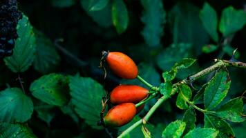 macro Disparo de maduro Rosa caderas en naturaleza foto