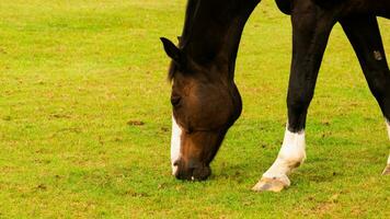 Chestnut Beauty Closeup of a Stunning Horse photo