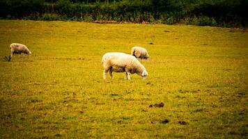 rebaño de lanoso oveja en un campo granja foto