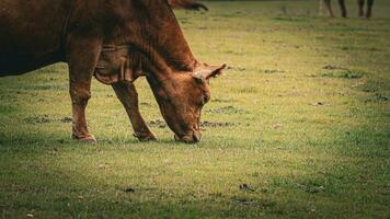rural prado pasto marrón vacas en verde pasto foto