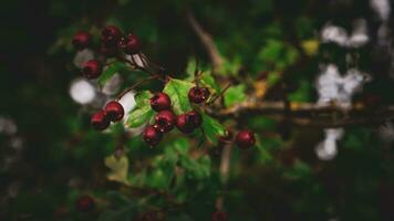 Macro Closeup of Ripe Hawthorn Berries in Autumn photo