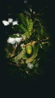 Detailed Macro Shot of European Oak Leaf and Acorn photo