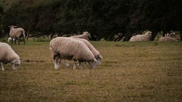 rebaño de lanoso oveja en un campo granja foto