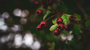 Macro Closeup of Ripe Hawthorn Berries in Autumn photo