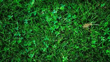 Texture background of green grass photo