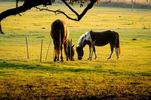 Horses in field at sunset sunrise photo