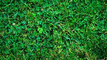 Texture background of green grass photo