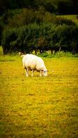 Flock of Woolly Sheep on a Countryside Farm photo