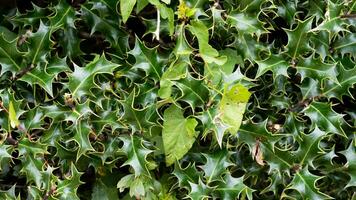 Tropical Jungle Abstract Top View Foliage photo