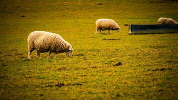 rebaño de lanoso oveja en un campo granja foto